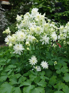 AQUILEGIA GREEN APPLES 14CM