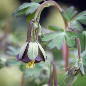 AQUILEGIA CHOCOLATE SOLDIER 14CM