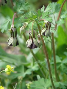 AQUILEGIA CHOCOLATE SOLDIER 14CM