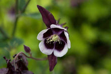 Load image into Gallery viewer, AQUILEGIA CHOCOLATE SOLDIER 14CM
