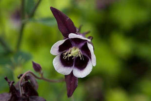 AQUILEGIA CHOCOLATE SOLDIER 14CM