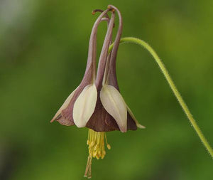 AQUILEGIA CHOCOLATE SOLDIER 14CM