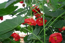 Load image into Gallery viewer, ABUTILON ASHFORD RED
