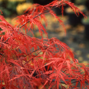 ACER DISSECTUM CRIMSON PRINCESS LOW WORKED 4.0L