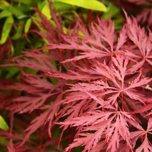 ACER DISSECTUM CRIMSON PRINCESS LOW WORKED 4.0L