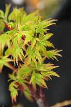 Load image into Gallery viewer, ACER PALMATUM SHARPES PYGMY TOPIARY GRADE 8.5L
