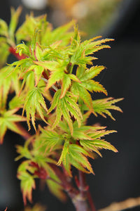 ACER PALMATUM SHARPES PYGMY TOPIARY GRADE 8.5L