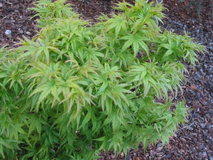 ACER PALMATUM SHARPES PYGMY TOPIARY GRADE 8.5L