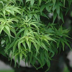 ACER PALMATUM SHARPES PYGMY TOPIARY GRADE 8.5L