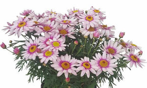 ARGYRANTHEMUM BARBIE 1.5L