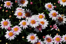 Load image into Gallery viewer, ARGYRANTHEMUM BARBIE 1.5L
