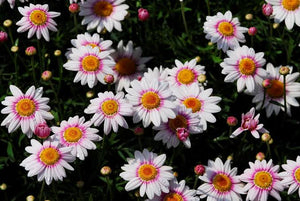 ARGYRANTHEMUM BARBIE 09CM