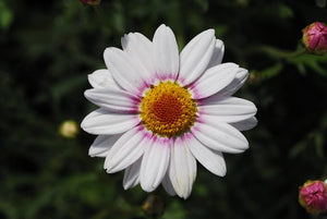 ARGYRANTHEMUM BARBIE 09CM