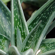 Load image into Gallery viewer, GASTERIA GREEN ICE
