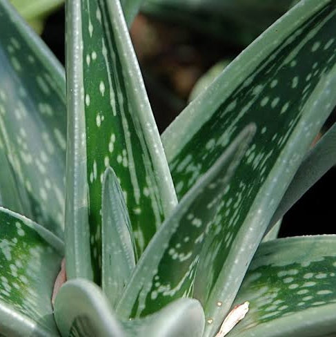 GASTERIA GREEN ICE