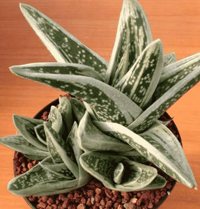 GASTERIA GREEN ICE