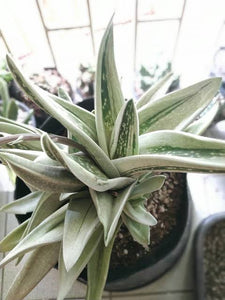 GASTERIA GREEN ICE