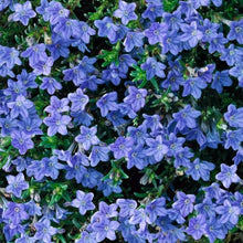 Load image into Gallery viewer, LITHODORA HEAVENLY BLUE 1.3L
