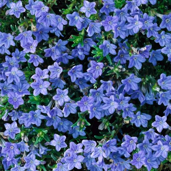 LITHODORA HEAVENLY BLUE 1.3L