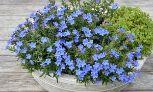 LITHODORA HEAVENLY BLUE 1.3L