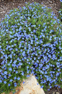 LITHODORA HEAVENLY BLUE 1.3L