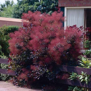 COTINUS ROYAL PURPLE 2.5L