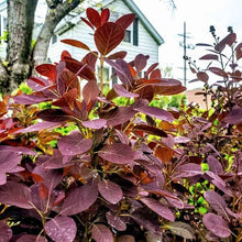 Load image into Gallery viewer, COTINUS ROYAL PURPLE 2.5L
