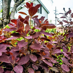 COTINUS ROYAL PURPLE 2.5L