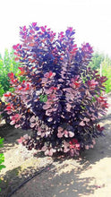 Load image into Gallery viewer, COTINUS ROYAL PURPLE 2.5L
