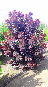 COTINUS ROYAL PURPLE 2.5L