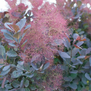 COTINUS ROYAL PURPLE 2.5L