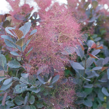 Load image into Gallery viewer, COTINUS ROYAL PURPLE 2.5L
