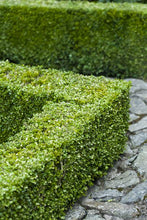 Load image into Gallery viewer, BUXUS SEMPERVIRENS 1.3L
