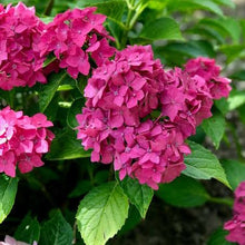 Load image into Gallery viewer, HYDRANGEA MACROPHYLLA PIAMINA 4.0L
