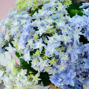 HYDRANGEA MACROPHYLLA FIREWORKS 2.5L