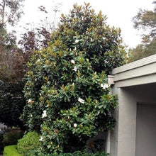 Load image into Gallery viewer, MAGNOLIA GRANDIFLORA LITTLE GEM 8.5L
