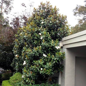 MAGNOLIA GRANDIFLORA LITTLE GEM 10.0L