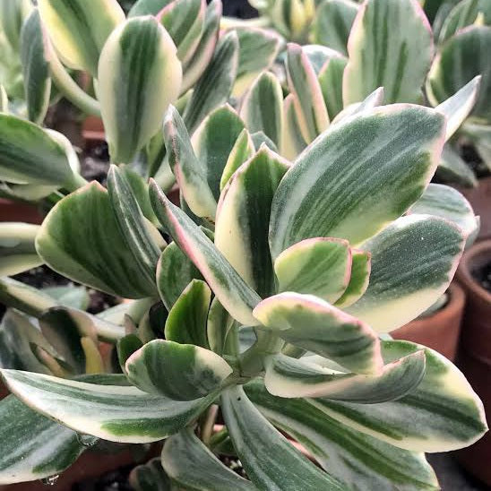 CRASSULA OVATA VARIEGATA 1.3L