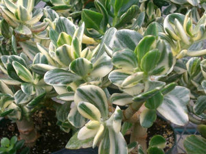 CRASSULA OVATA VARIEGATA 1.3L