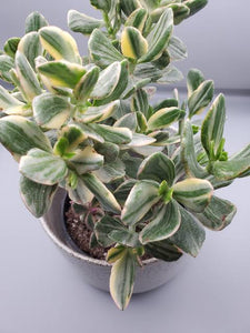 CRASSULA OVATA VARIEGATA 1.3L