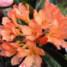 Load image into Gallery viewer, VIREYA RHODODENDRON GOLDEN CHARM 3.3L
