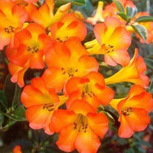 Load image into Gallery viewer, VIREYA RHODODENDRON TROPICAL GLOW 3.3L
