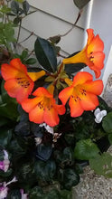 Load image into Gallery viewer, VIREYA RHODODENDRON TROPICAL GLOW 3.3L
