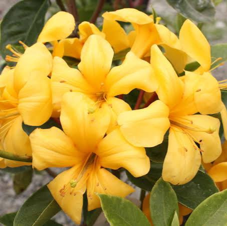 VIREYA RHODODENDRON BUTTERSCOTCH 3.3L