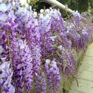 WISTERIA SINENSIS BICOLOUR 3.3L