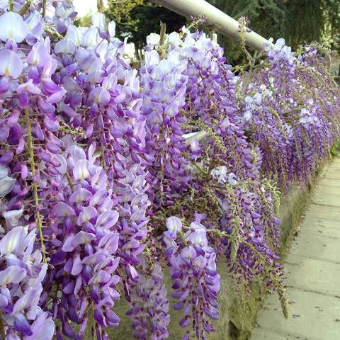 WISTERIA SINENSIS BICOLOUR 3.3L