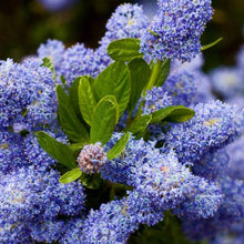 Load image into Gallery viewer, CEANOTHUS YANKEE POINT
