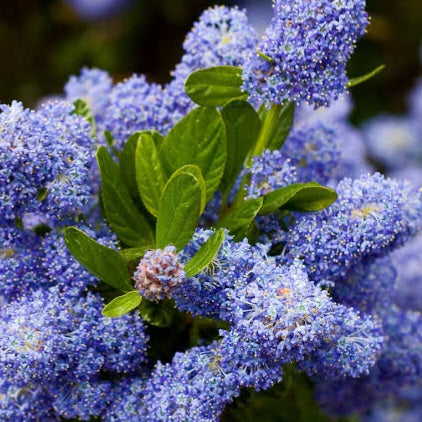 CEANOTHUS YANKEE POINT