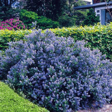 Load image into Gallery viewer, CEANOTHUS YANKEE POINT
