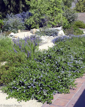 Load image into Gallery viewer, CEANOTHUS YANKEE POINT
